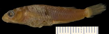 Media type: image; Ichthyology 35999